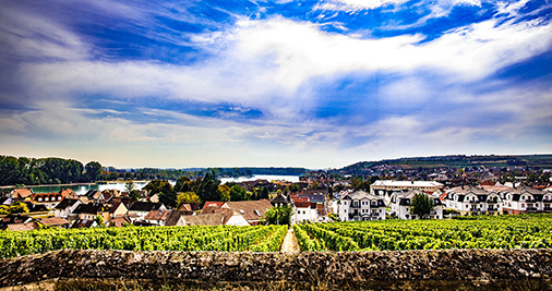 glock vineyard rheinhessen